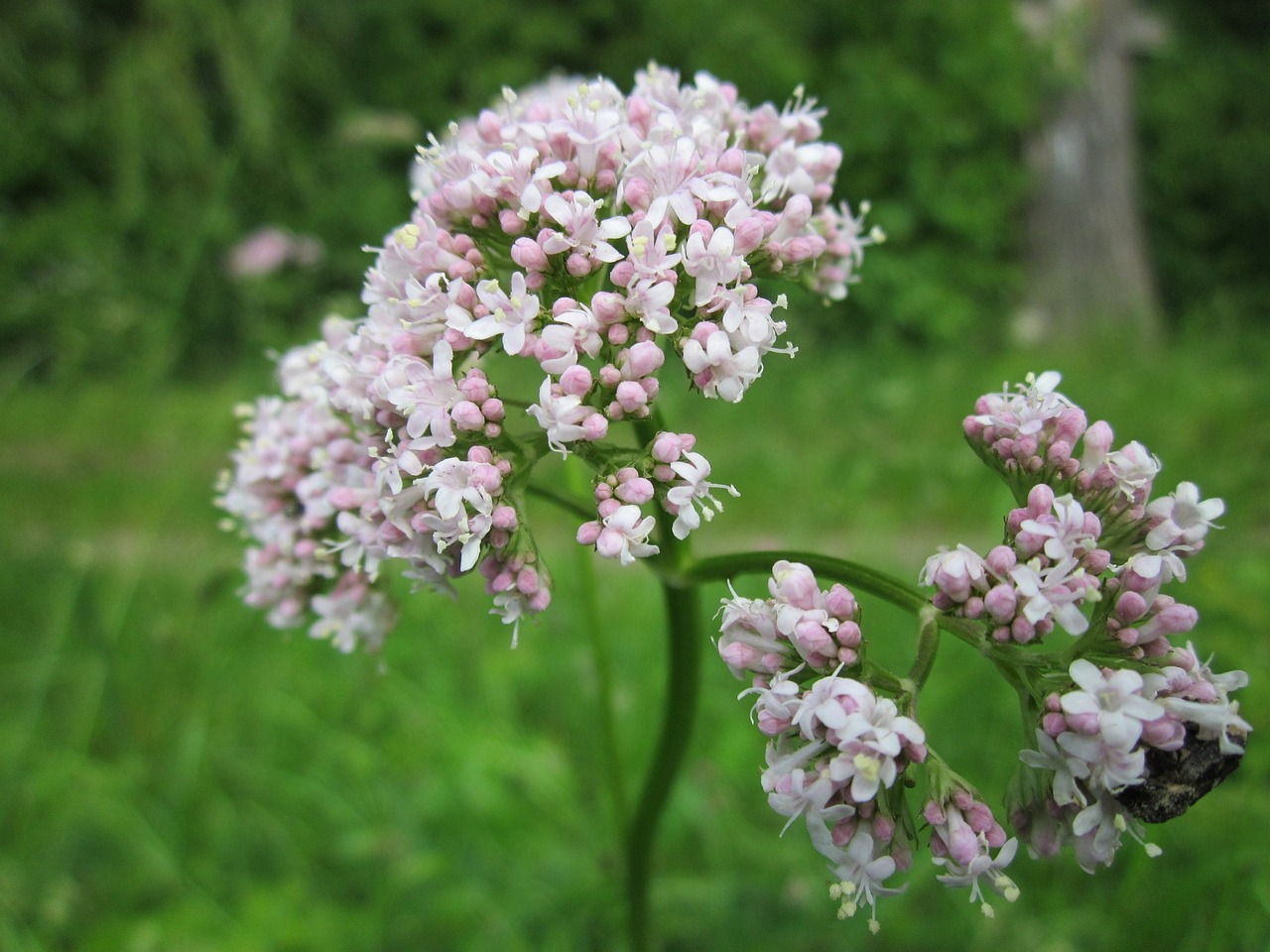 valeriana officinalis, garden valerian, garden heliotrope